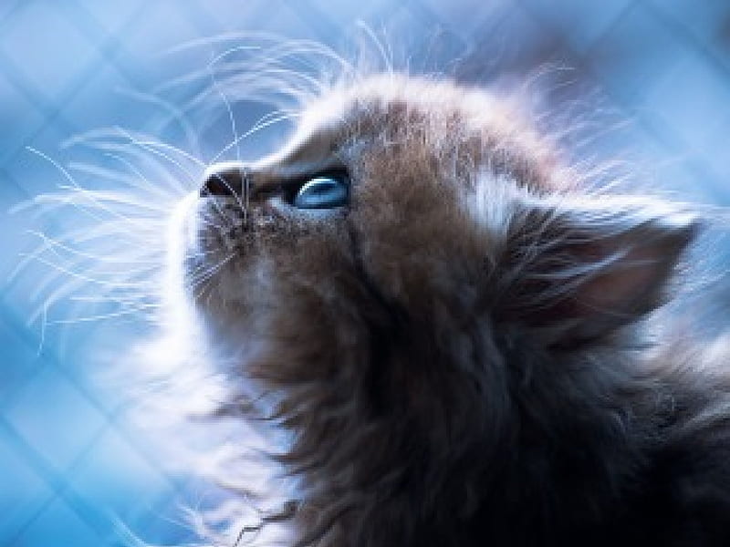 Cute kitten, mustache, cat, kitten, blue eyes, animal, HD wallpaper
