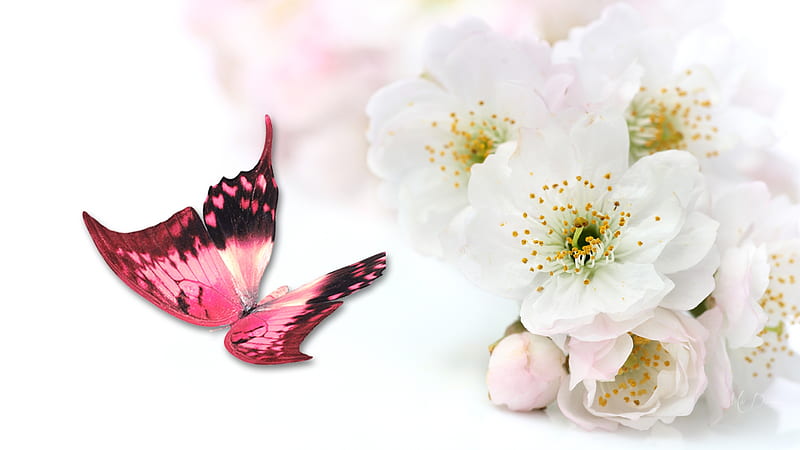 Apple Blossoms Sweet, sakura, butterfly, fresh, spring, pink, apple blossoms, Firefox Persona theme, cherry blossoms, HD wallpaper