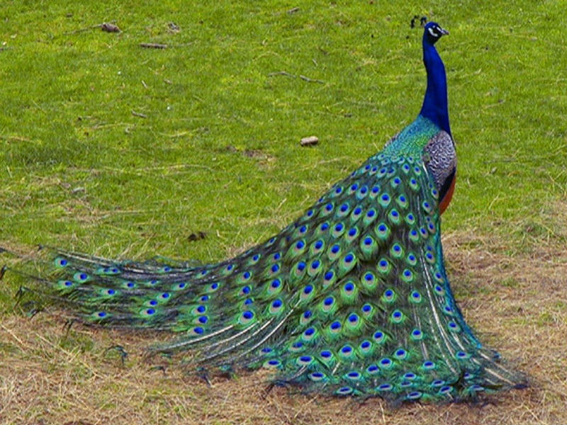 Peacock, male, bird, tail, feathers, HD wallpaper