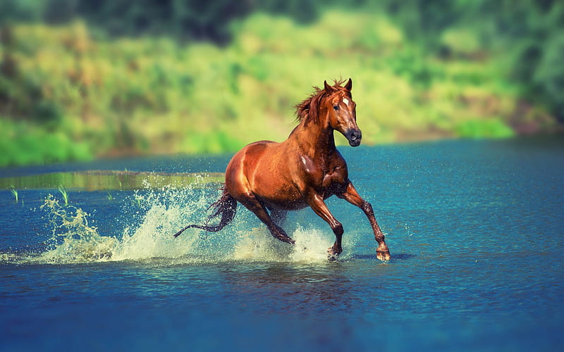 horse, river, brown horse, gallop, HD wallpaper