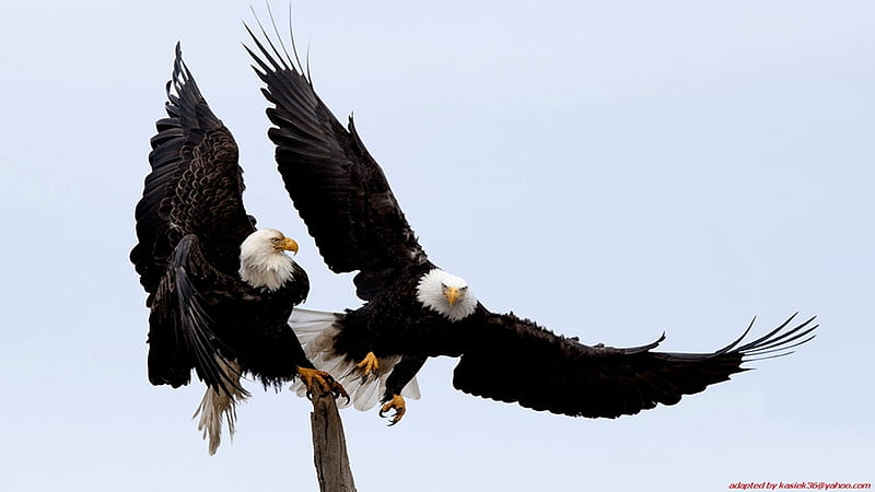 águilas calvas, alas, águila calva, águila, pájaros, animal, Fondo de  pantalla HD | Peakpx