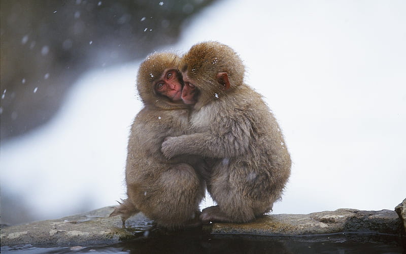 Snow hugged the monkey, HD wallpaper