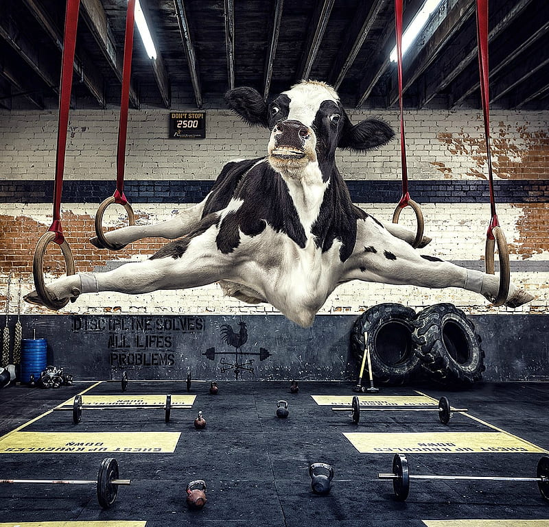 Crossfilet, cow, andy mahr, black, creative, animal, gym, fantasy, add, vaca, funny, commercial, white, HD wallpaper