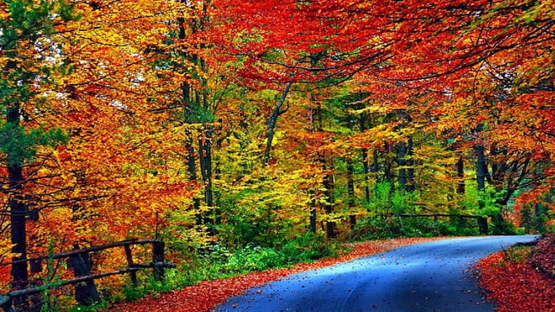 Forest road in autumn, fence, forest, autumn, lovely, tres, road, HD ...