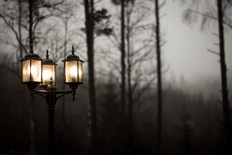 November Night , graphy, lantern, november, black, bonito, trees, night, light, HD wallpaper