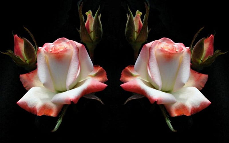 Rosas para las rosas de mi corazón (michael y heike), michael jackson, rosas  maravillosas, Fondo de pantalla HD | Peakpx