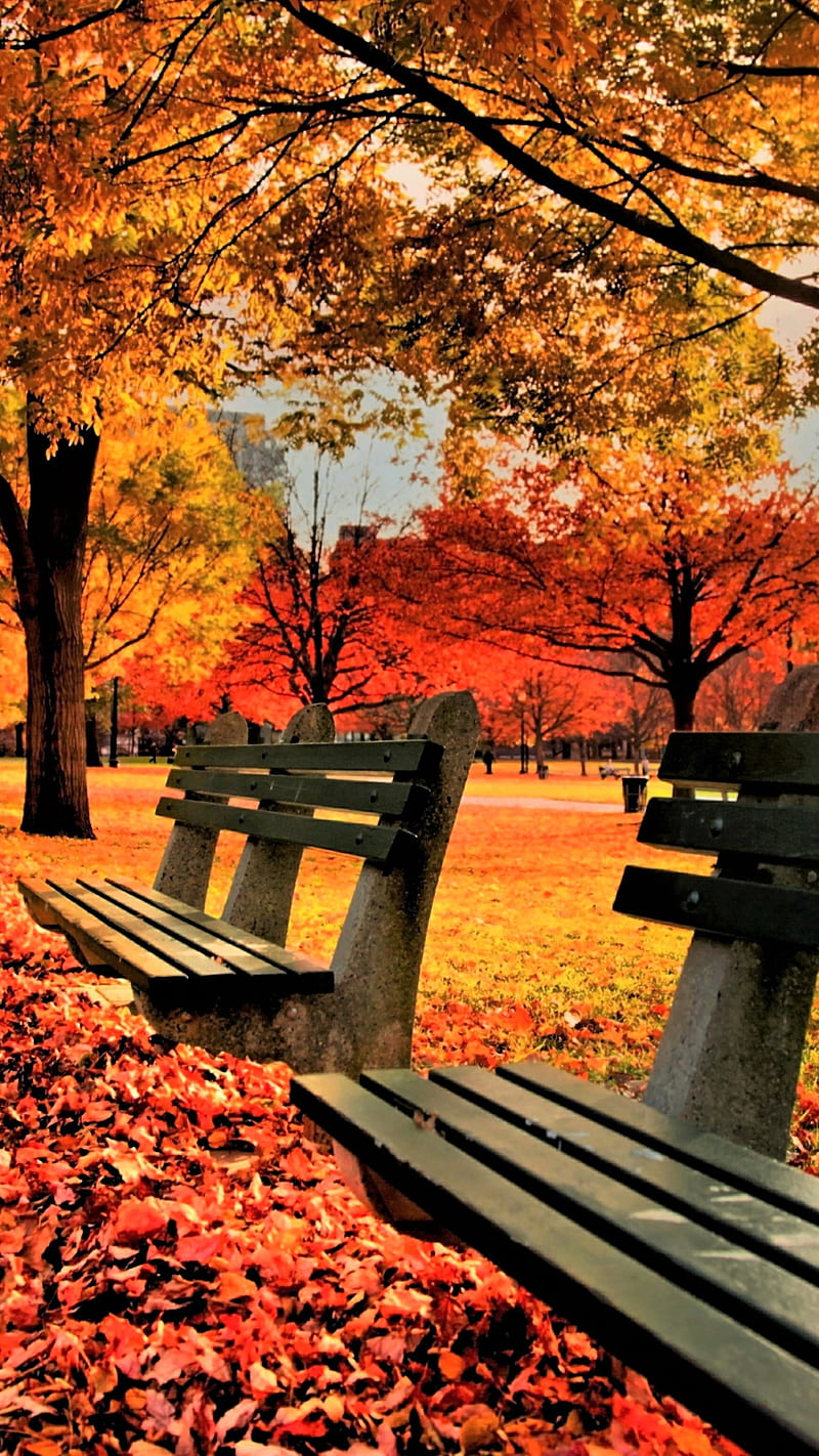 Autumn Park , colorful, tree, fall, bench, leaf, HD phone wallpaper