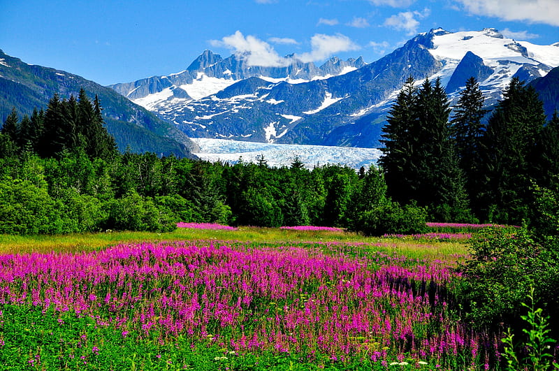 Mountainscape, hills, grass, Alaska, trees, snowy, mountain, wildflowers, peak, landscape, meadow, HD wallpaper
