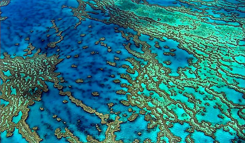 Great Barrier Reef, reef, barrier, ocean, coral, teal, sea, turquoise, marine, green, australia, sealife, blue, HD wallpaper