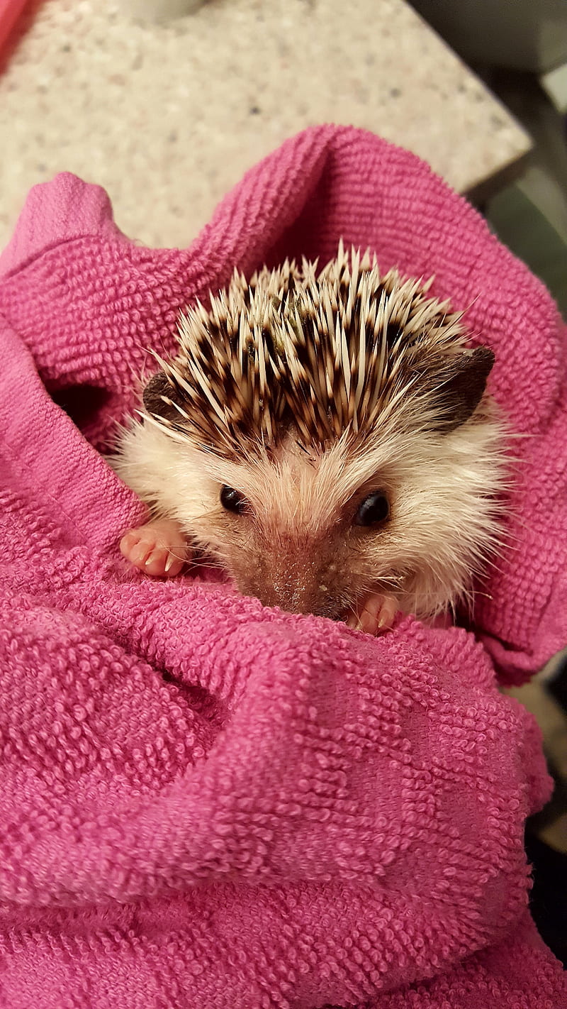 Cute hedgie, hedgehog, hedgehog bath time, HD phone wallpaper