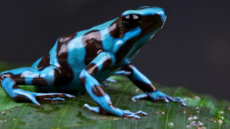 Black Blue Most Poison Dart Frog On Green Leaf In Black Background Frog, HD  wallpaper | Peakpx
