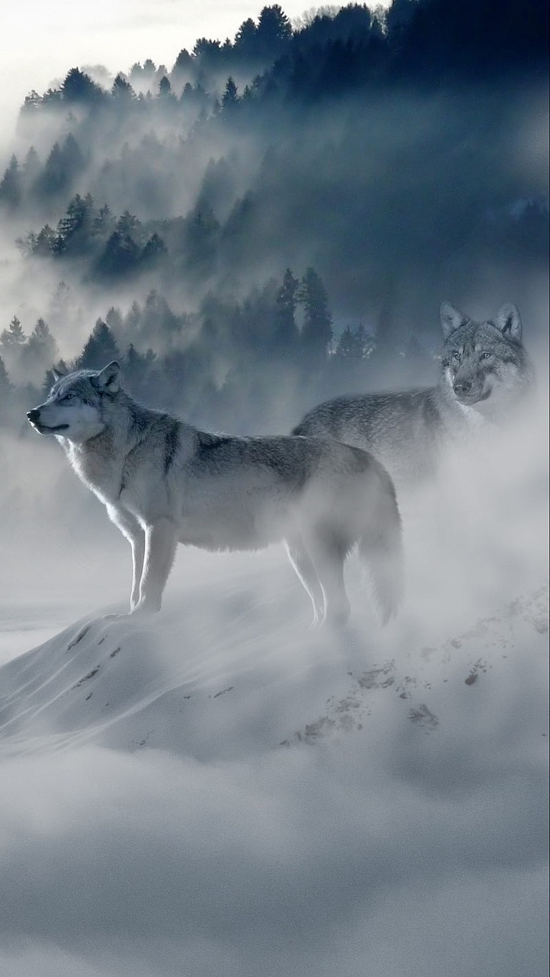Wolves in the Fog , mountains, snow, predators, wolf, white, nature, animal, wild, wolves in the fog, HD phone wallpaper