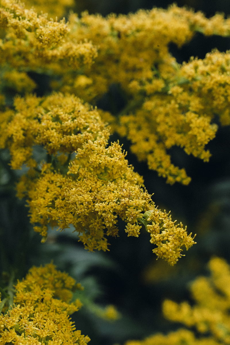 Yellow and green leaf tree, HD phone wallpaper | Peakpx