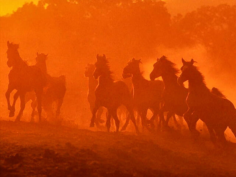 Dusty Orange, galloping, dust, hill, horses, HD wallpaper