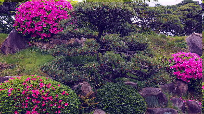 Garden With Azalea Flowers And Trees Garden, HD wallpaper