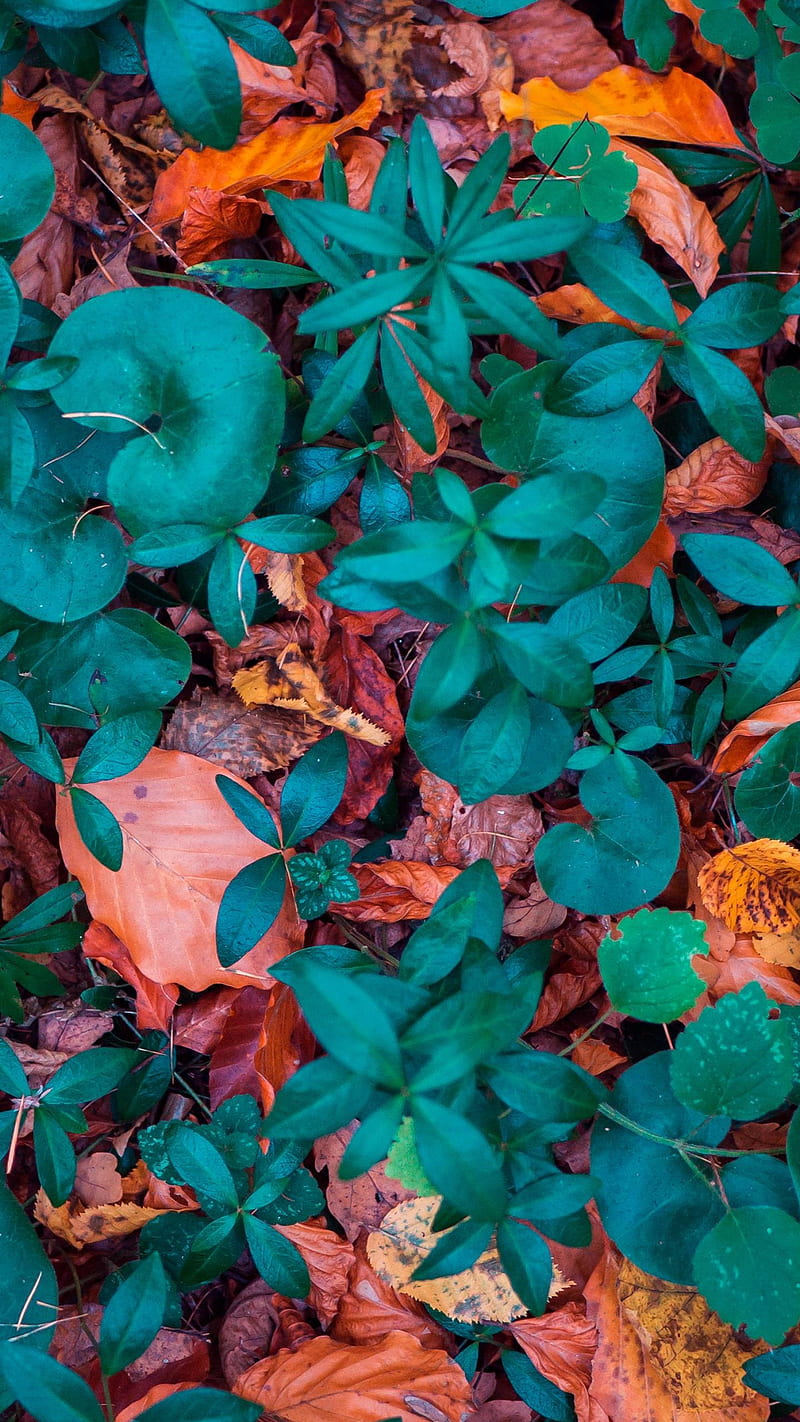 Foliage , leaf, fall, green, HD phone wallpaper