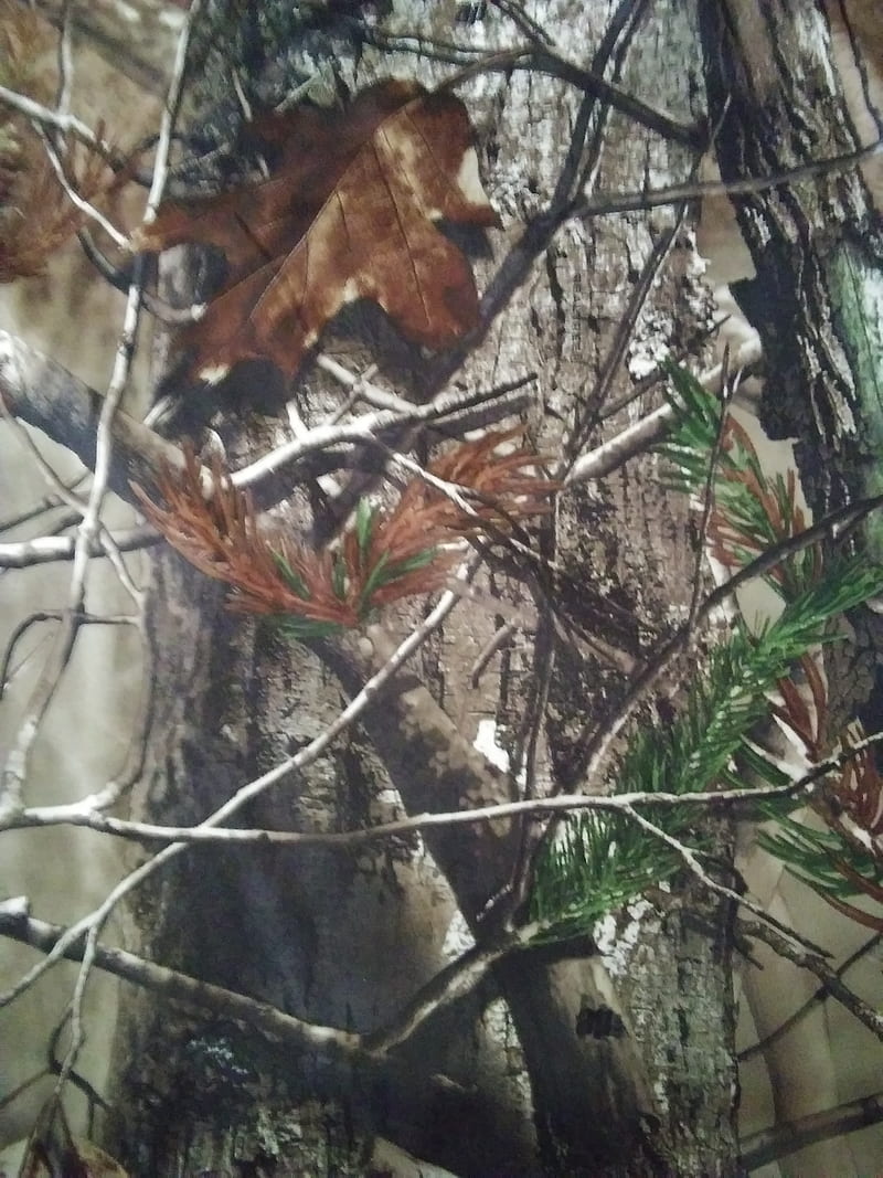 Camo life, hunt, hunting, real, trees, HD phone wallpaper