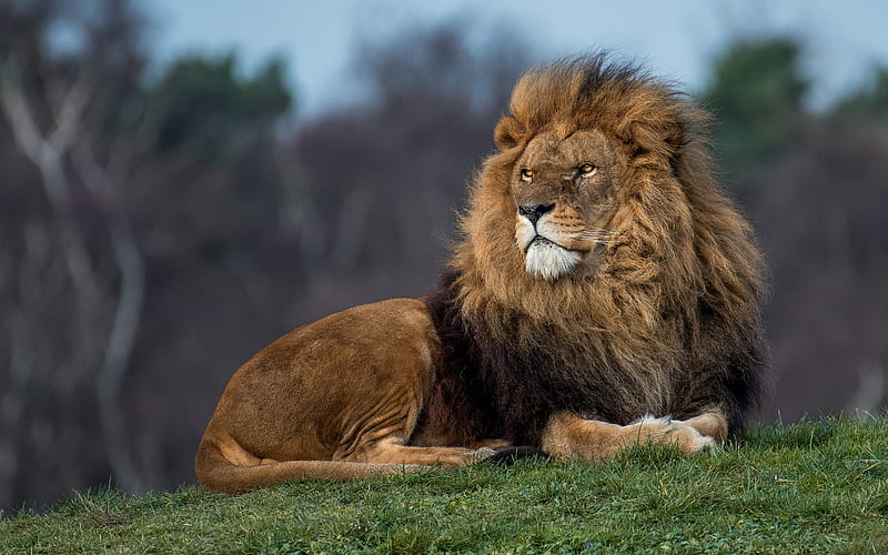 lion, predator, wildlife, big lion, dangerous animals, powerful animals, Africa, HD wallpaper