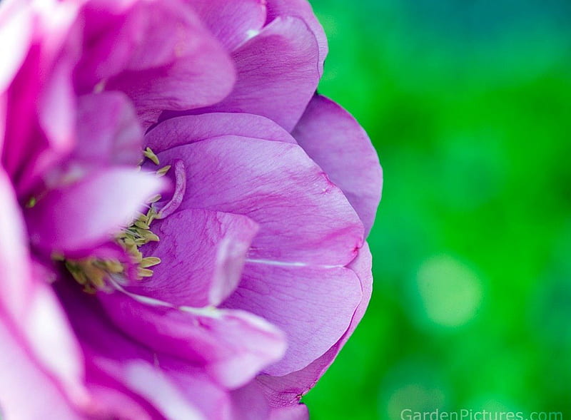 Purple flower, asds, asag, fg, asda, HD wallpaper