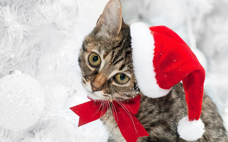 Santa Kitty, Christmas, costume, holiday, December, Santa, xmas, cute, Cat, kitten, Yule, HD wallpaper