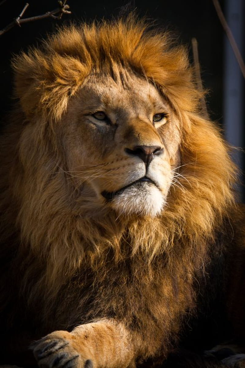 Lion, animal, face, faces, king, leon, lions, HD phone wallpaper | Peakpx