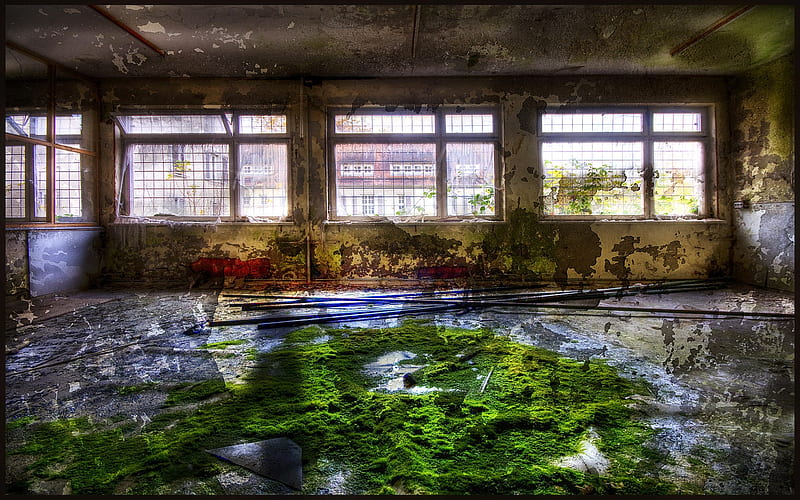 New life in abandoned hospital - Beauty Of Urban Decay, HD wallpaper
