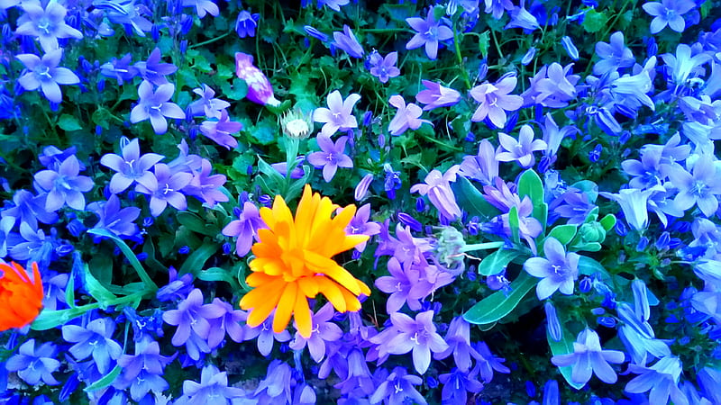 Bluebells , bluebells, flower, flowers, garden, HD wallpaper