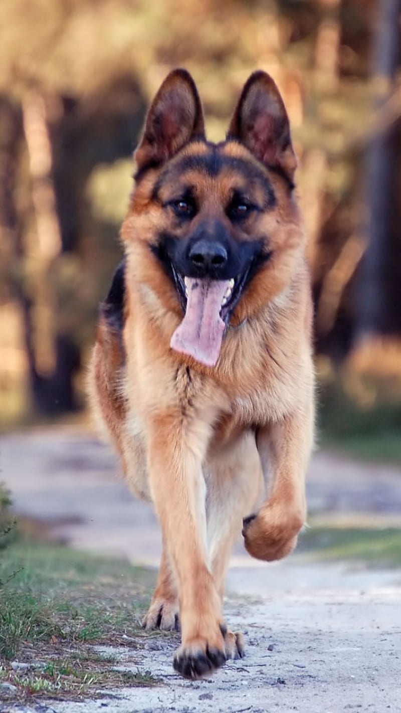 German Shepherd, dog, HD phone wallpaper | Peakpx