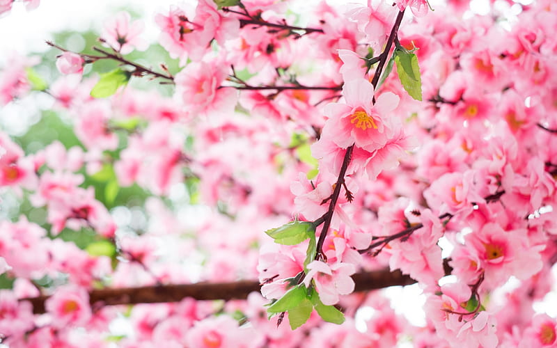 spring, sakura, japan, cherry blossom, branches of cherry with flowers, pink spring flowers, cherry orchard, HD wallpaper