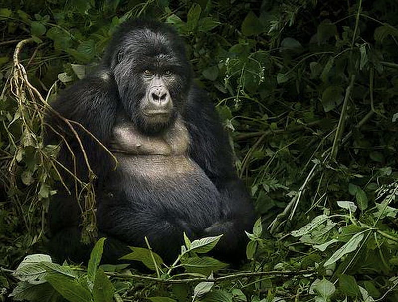 The great ape, male, leaves, brown, Ape, jungle, black, HD wallpaper