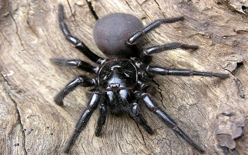 SYDNEY FUNNEL WEB SPIDER, Deadly, Arachnid, Spider, Australia, Funnel Web Spider, Sydney, HD wallpaper