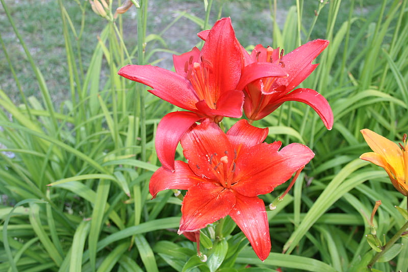 Lirio rojo, rojo, grafía, verde, flores, lirio, amarillo, naturaleza, Fondo  de pantalla HD | Peakpx