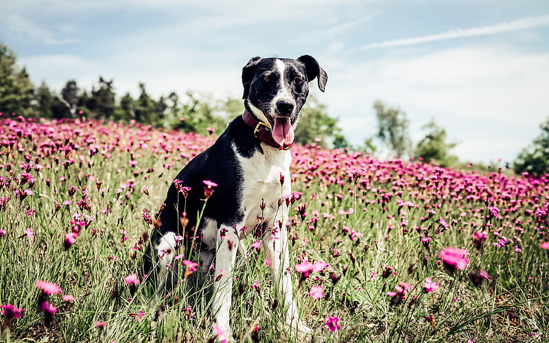 French White and Black Hound, lawn, pets, dogs, hunting dogs, black-white dog, HD wallpaper