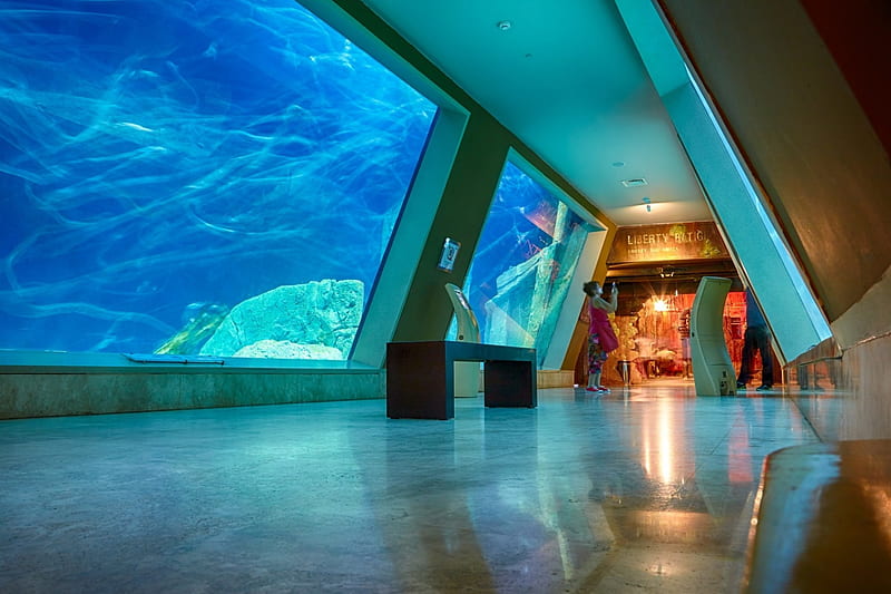 Sea Life Aquarium, glass, water, fish, aquarium, sea, HD wallpaper