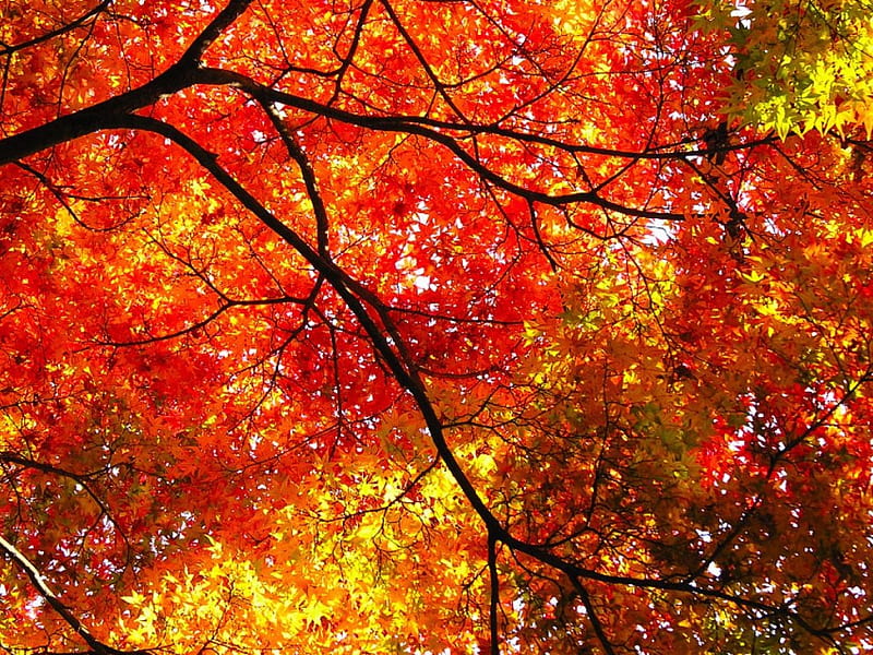 Red Leafage of Autumn, canopy, autumn colours, trees, HD wallpaper