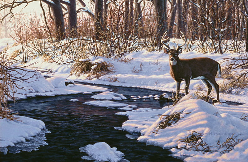 Millet Creek Deer, creek, trees, snow, deer, HD wallpaper