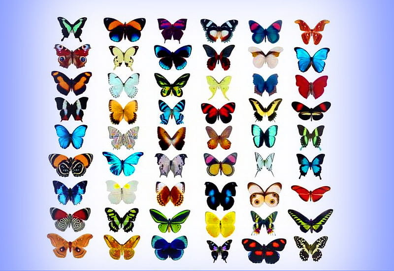 Utopia, colors, butterflies, several species, display, HD wallpaper