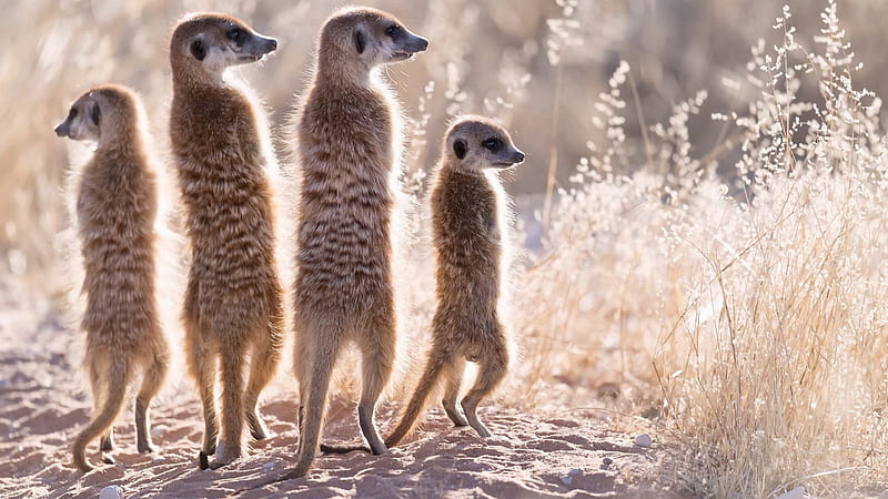 Four Funny Meerkat Funny Animal, HD wallpaper