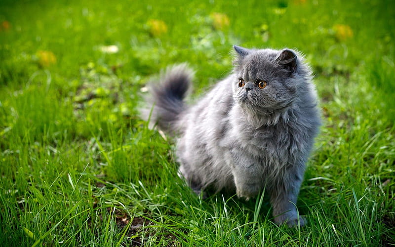gray fluffy cat, cute animals, green grass, cats, HD wallpaper