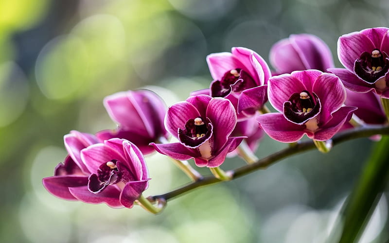 orchid, tropical, orchids branch, magenta orchid, HD wallpaper