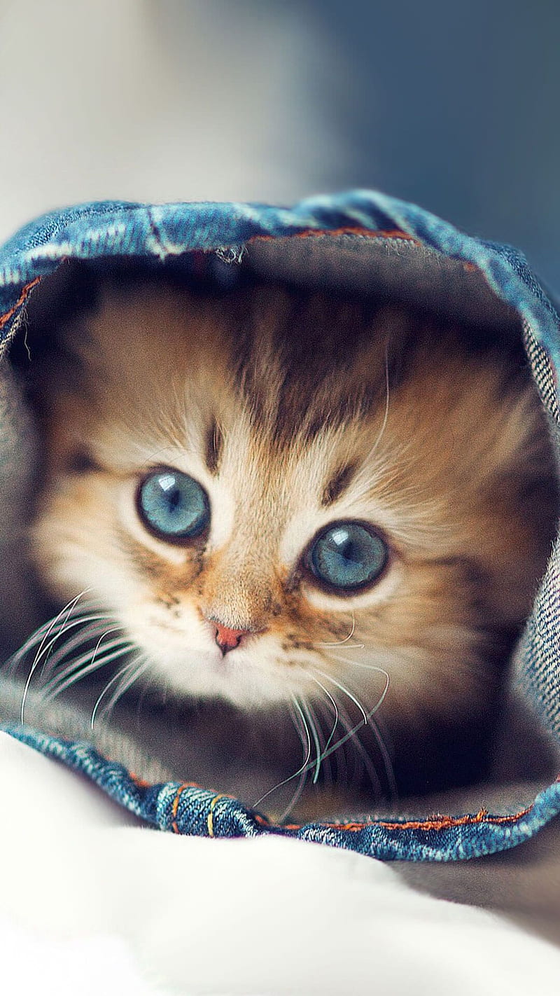 Kitten, cute, baby, cat, HD phone wallpaper