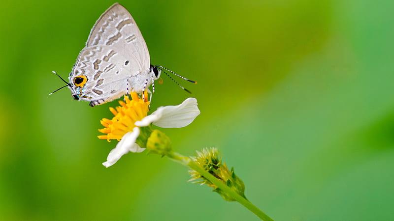 Light Brown Butterfly On Yellow Filament Of White Flower Butterfly, HD wallpaper