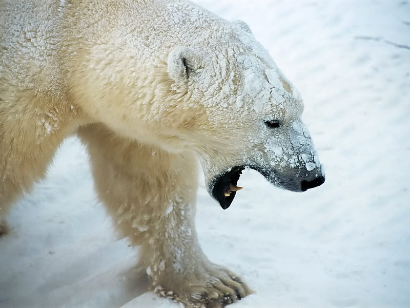Polar Bear, bear, polar, animals, wild, HD wallpaper