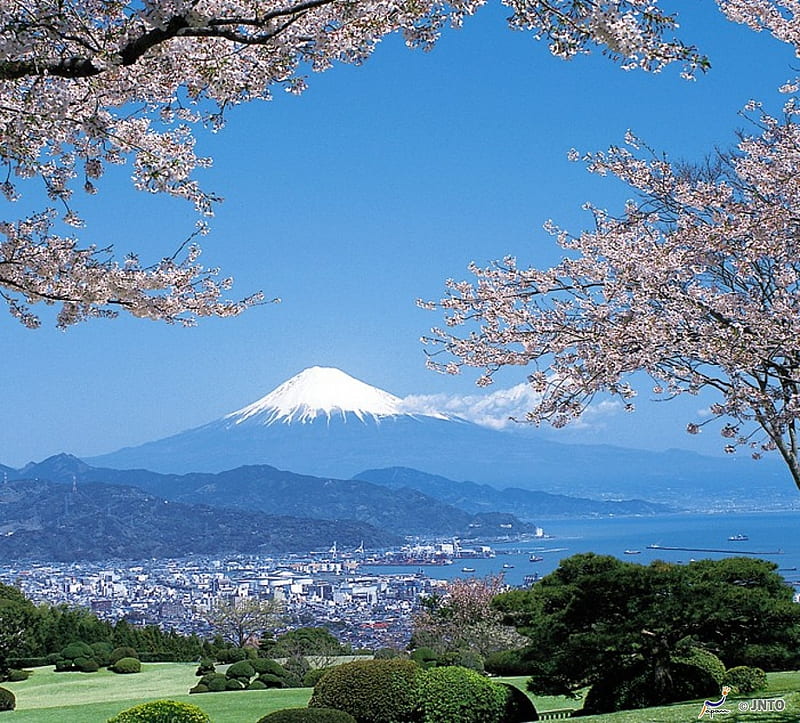 Mt.Fuji with Cherry Blossoms, sakura, japanese, cherry blossom, mountain, japan, village, nature, scenery, fujiyama, fuji, HD wallpaper