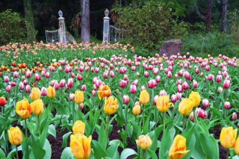 Tulip Garden, red, colorful, tree, Tulipa, Herbaceous plants, garden, HD wallpaper