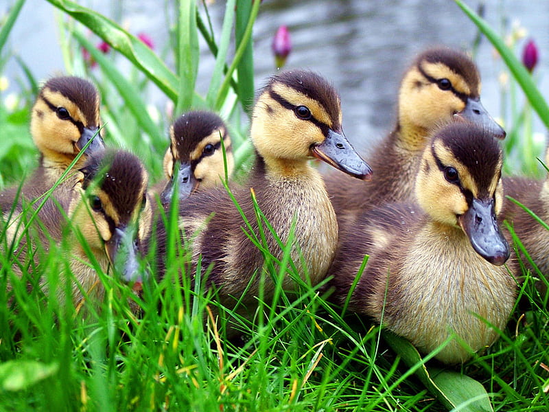 Ducklings, cute, ducks, babys, nature, animal, HD wallpaper