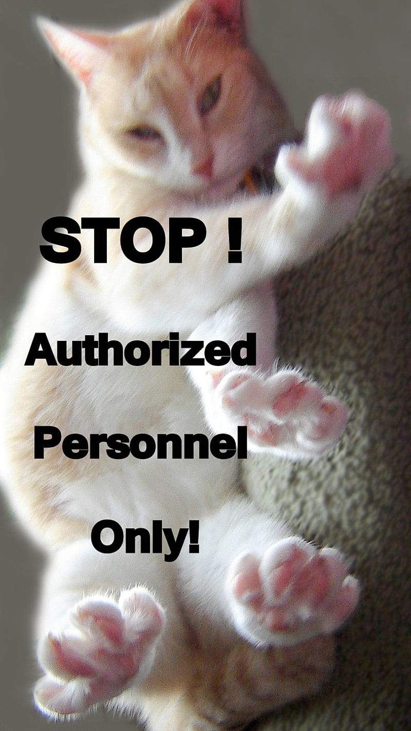 Stop Authorized Only, cat, do not touch, feline, fun, funny, go away, kitty, lock screen, locked, mine, no entry, not for you, password protected, paws, sayings, tabby, HD phone wallpaper