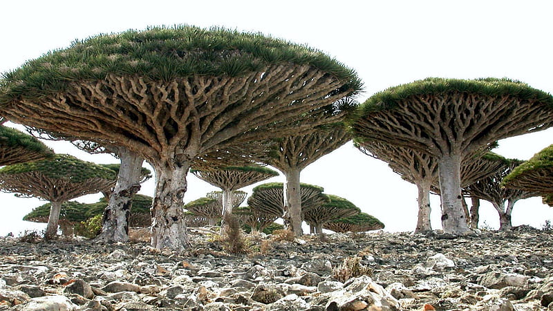 Socotra Island - The Most Alien-Looking Place on Earth, stones, sky, trees, indian ocean, endemic trees, landscape, HD wallpaper