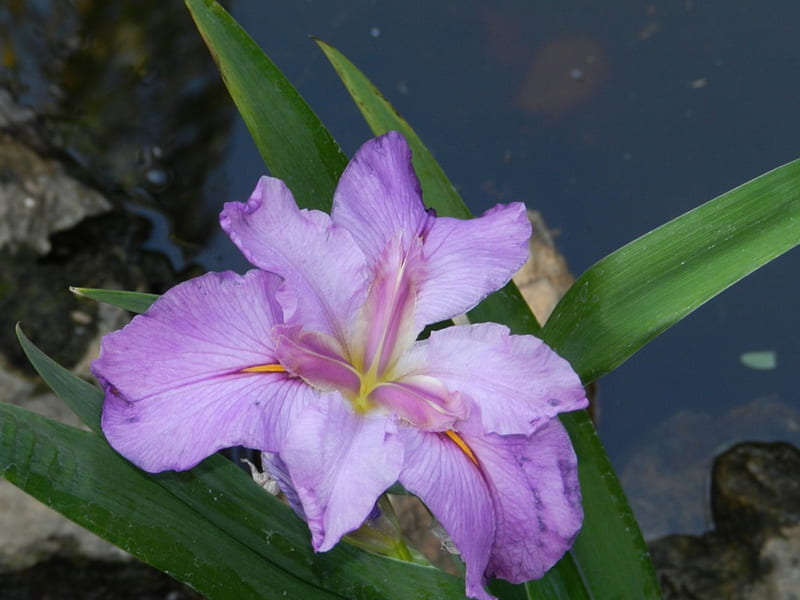 water iris, mauve flower, delicate detail, water, iris, HD wallpaper