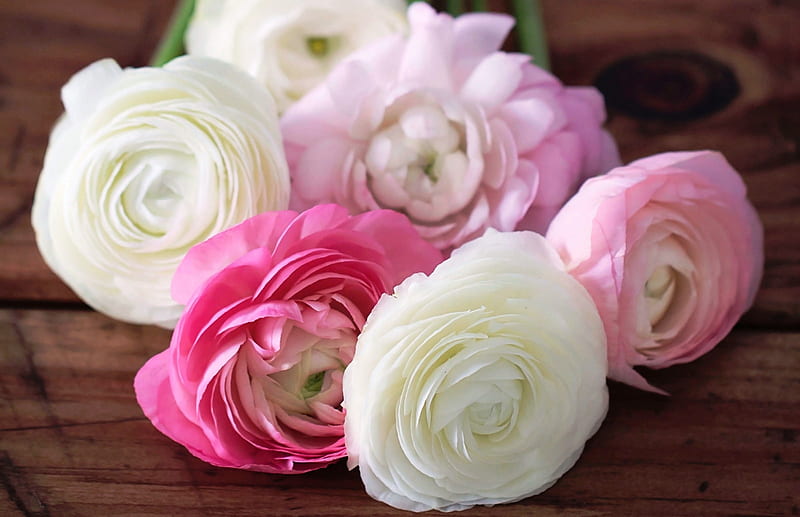 Ranunculus, bouquet, flower, white, pink, HD wallpaper